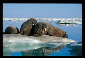 Walrus