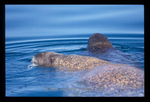 Walrus