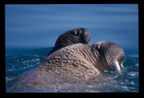 Walrus
