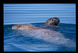 Walrus