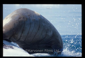 Walrus