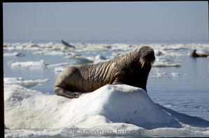 Walrus