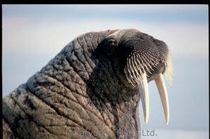 Walrus