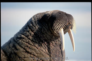Walrus