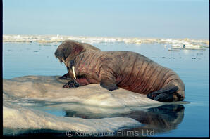 Walrus