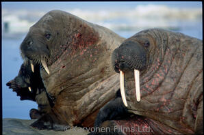 Walrus
