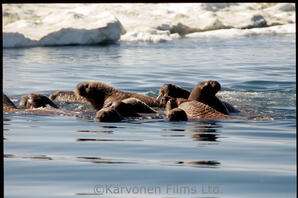 Walrus