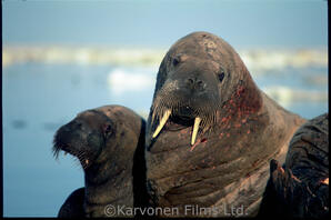 Walrus