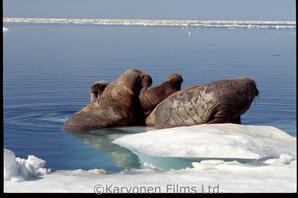 Walrus