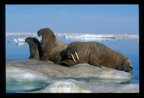 Walrus