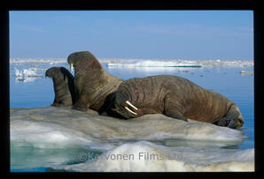 Walrus