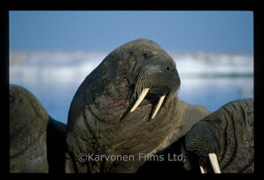 Walrus