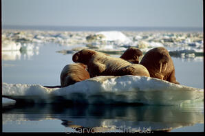 Walrus