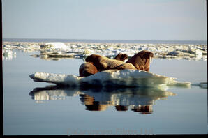 Walrus