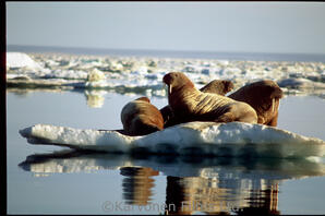 Walrus
