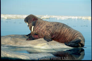 Walrus