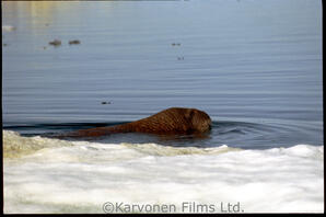 Walrus