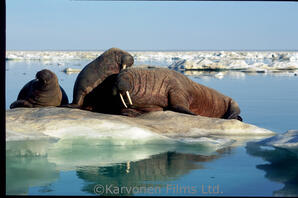 Walrus