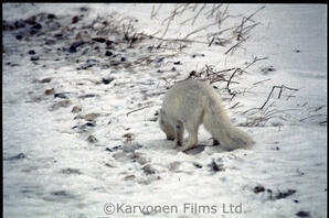 Arctic Fox