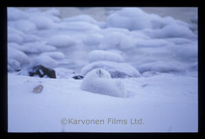 Arctic Fox