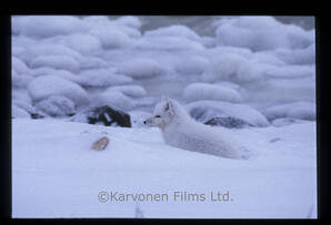 Arctic Fox