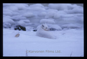 Arctic Fox