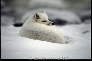 Arctic Fox