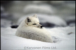 Arctic Fox
