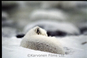 Arctic Fox