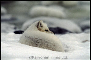 Arctic Fox