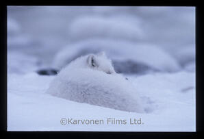 Arctic Fox