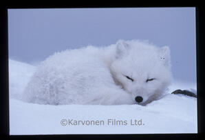 Arctic Fox