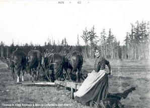 Woman plowing a field with four horses. There is a dog beside her, [Alberta].