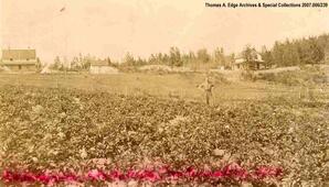 One man standing in a crop field holding a tools. There is one home behind him and two other buildings, [Alberta].