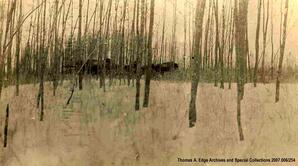A herd of bison in the trees, Fort Smith, Northwest Territories. Note on the back reads: ""Wild Bison taken [NW] Fort Smith 1909 by Gordon Bates RWMP"".