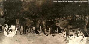 Group of imported reindeer in snow, Alberta
