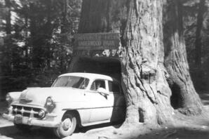 Albert Karvonen in a 1953 Chevrolet vehicle that is backed into a large, hollow tree, California.