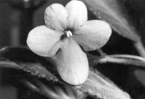 A flower, Sherwood Park, Alberta. Image shot by Albert Karvonen.