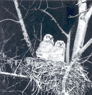 Two Great Horned Owls in their nest, Sherwood Park, Alberta. Image shot by Albert Karvonen with a Hasselblad camera, 2¼ x 2¼.
