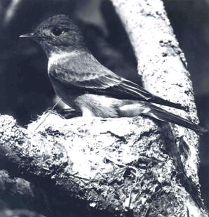 A Flycatcher in its nest, Sherwood Park, Alberta.Image shot by Albert Karvonen with a Hasselblad camera, 2¼ x 2¼.
