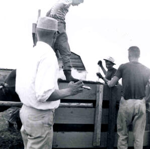 Albert Karvonen (white shirt) and family members branding cattle on their farm, Hollow Lake, Alberta.