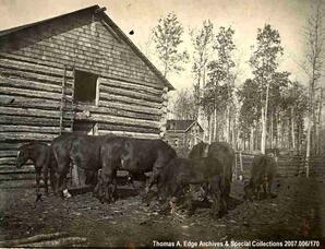 Horses beside a barn, [Alberta].