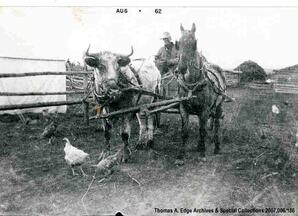 Wagon drawn by a bull and a horse, [Alberta].