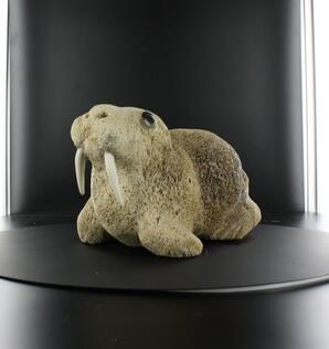 Walrus