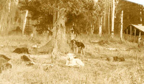 Sled Dogs