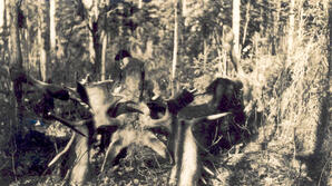 Moose Antlers