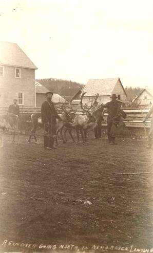 Reindeer Going North - Athabasca Landing