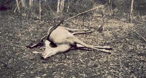 Deer - 02