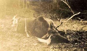 Moose - 02