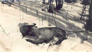 Deer